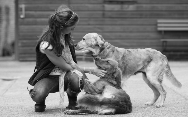 Cachorros