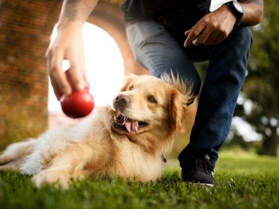 Adestramento de Cães