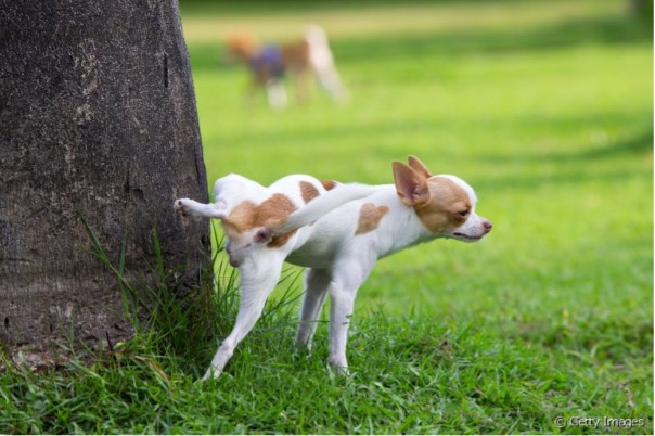 Cachorros