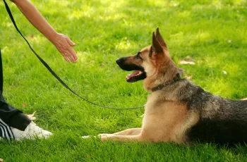 Educar Seu Cachorro