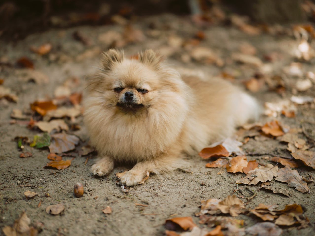 Cachorro peludo pequeno Lulu da Pomerânia