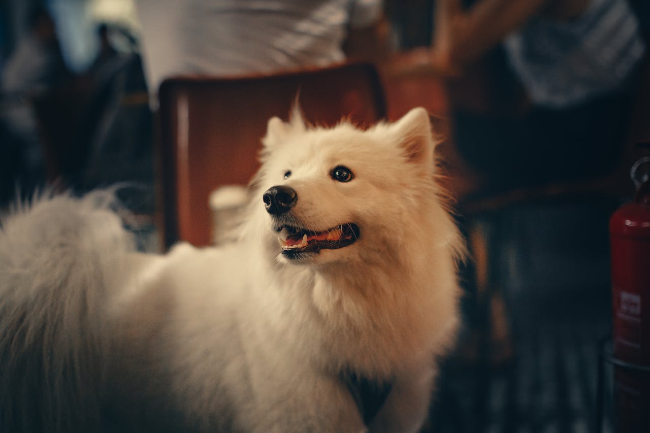 Samoieda, um cachorro peludo branco