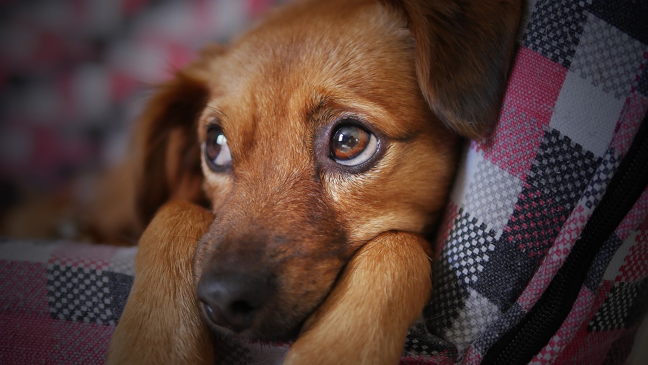 Cachorro caramelo