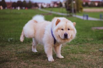 Cachorro chow chow