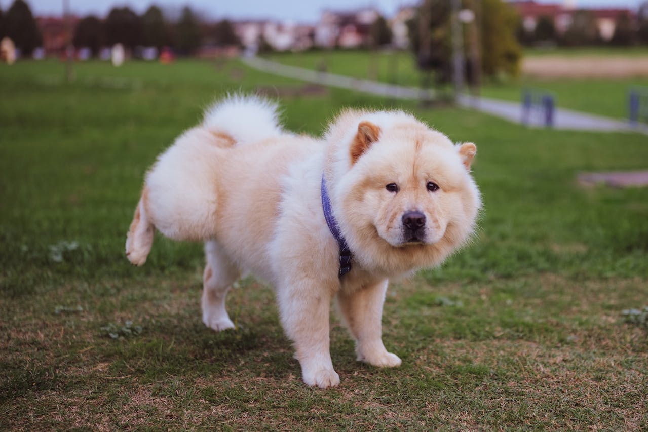 Cachorro chow chow