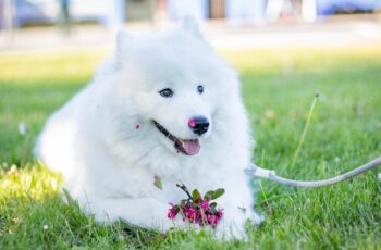 Cachorro peludo