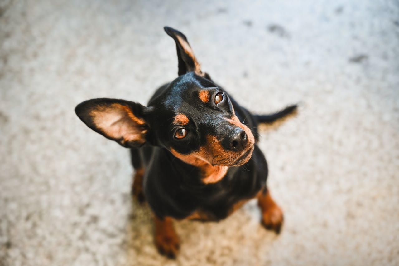 Como cuidar de cachorro pinscher