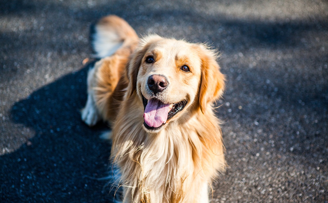 Golden retriever