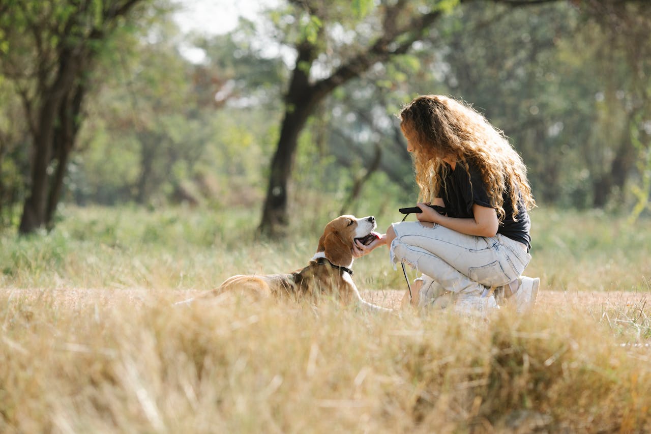 Adestrar Beagle