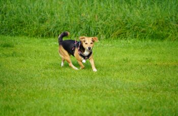 Cachorro correndo atrás do rabo