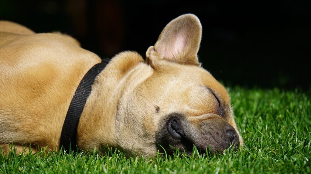 Cachorro tremendo quando dorme