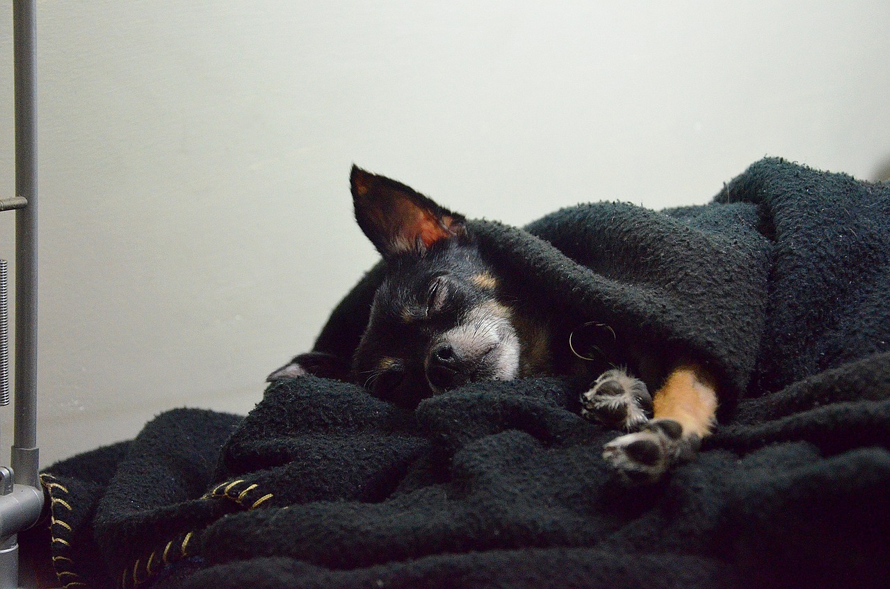 Cachorro tremendo quando dorme pode ser preocupante