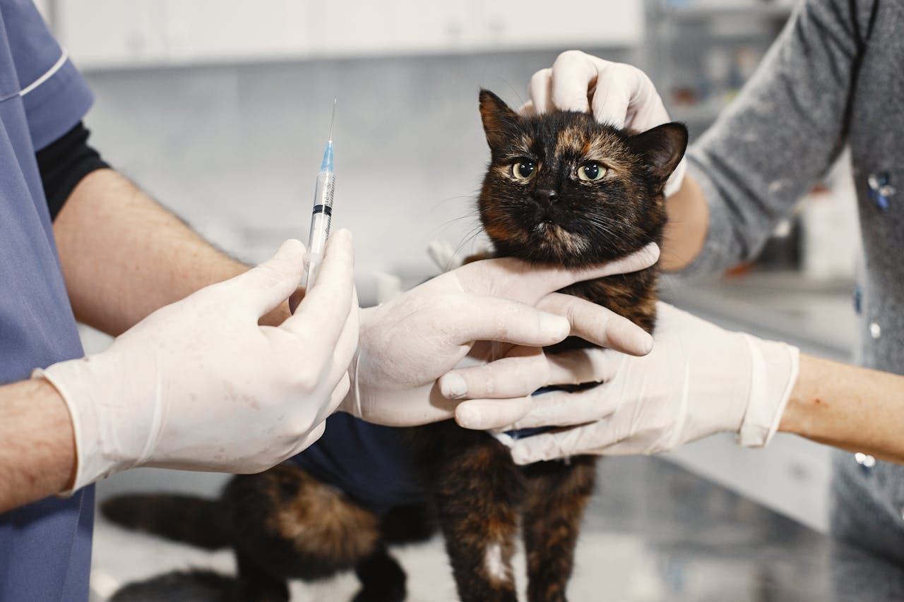 Como aplicar injeção em gato