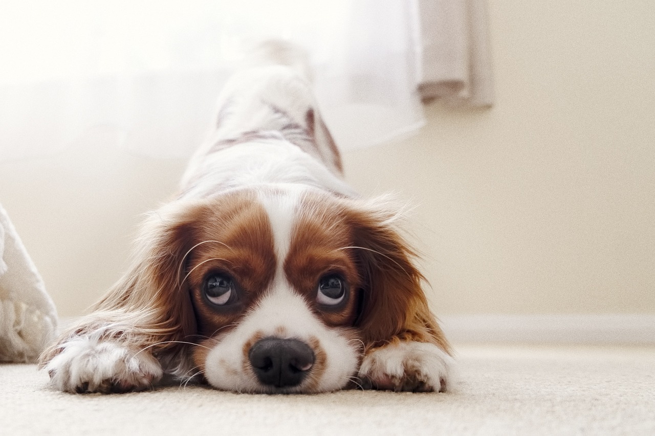 Como dar banho no cachorro com segurança