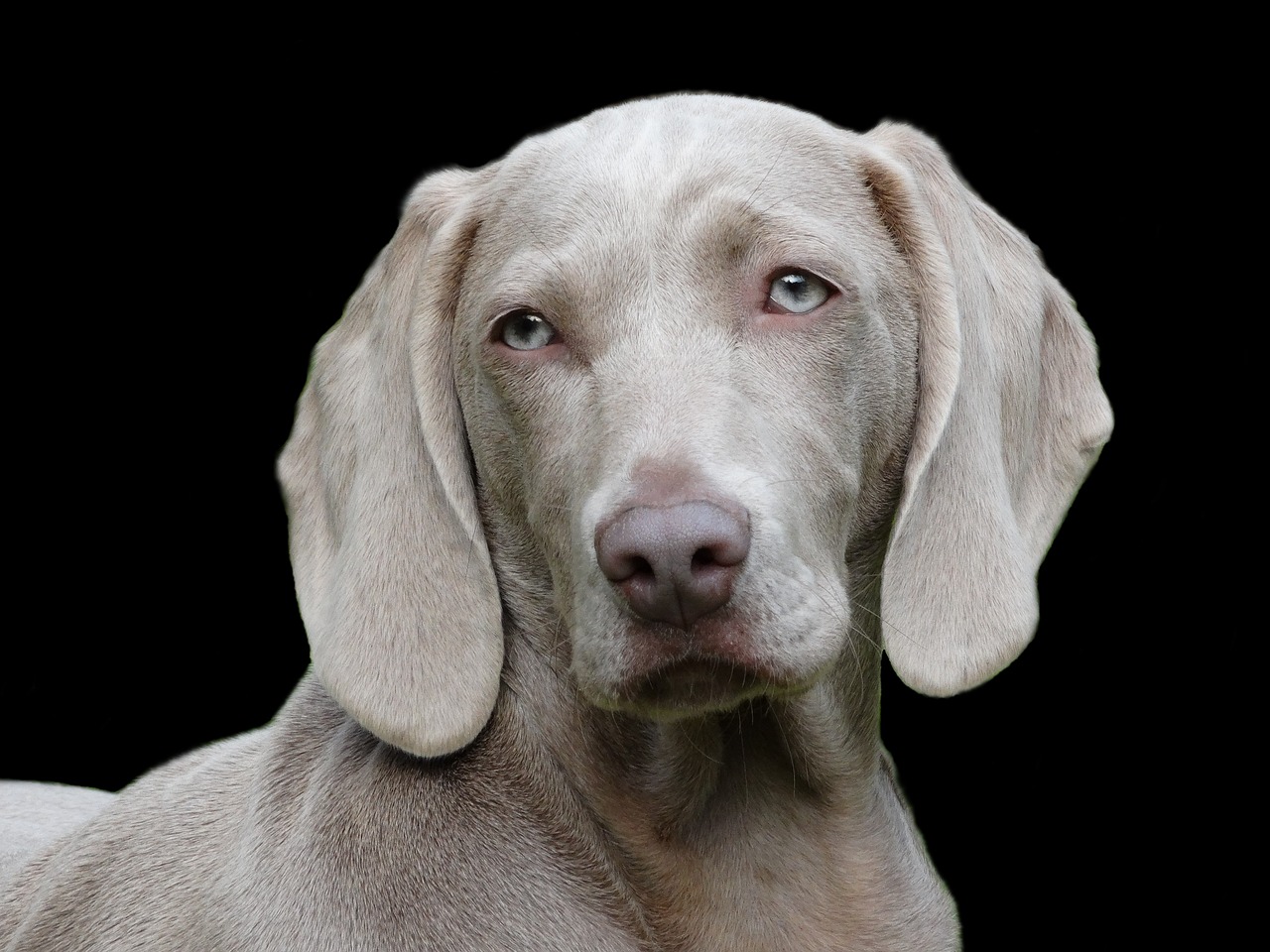 Como identificar se o seu cão cachorro idoso