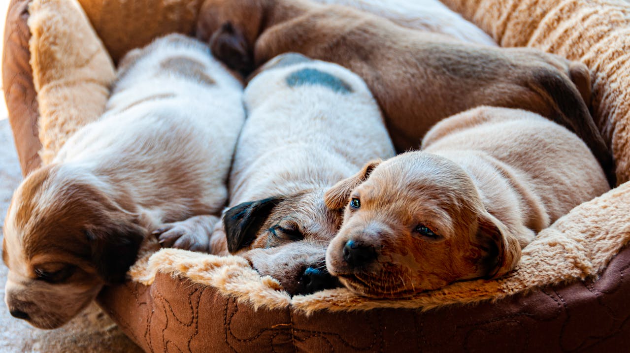 Como lavar caminha de cachorro cuidados prévios