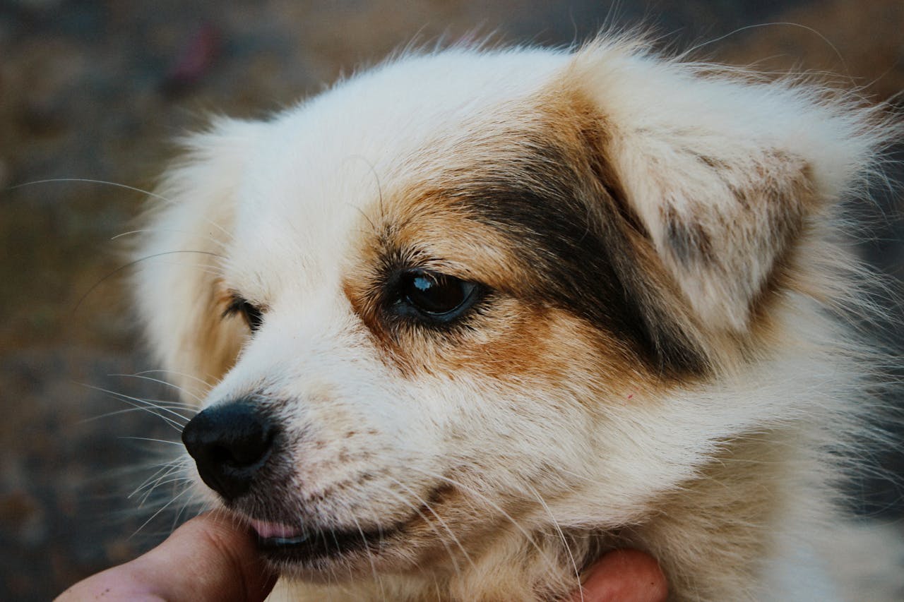 Como prevenir tártaro em cães?