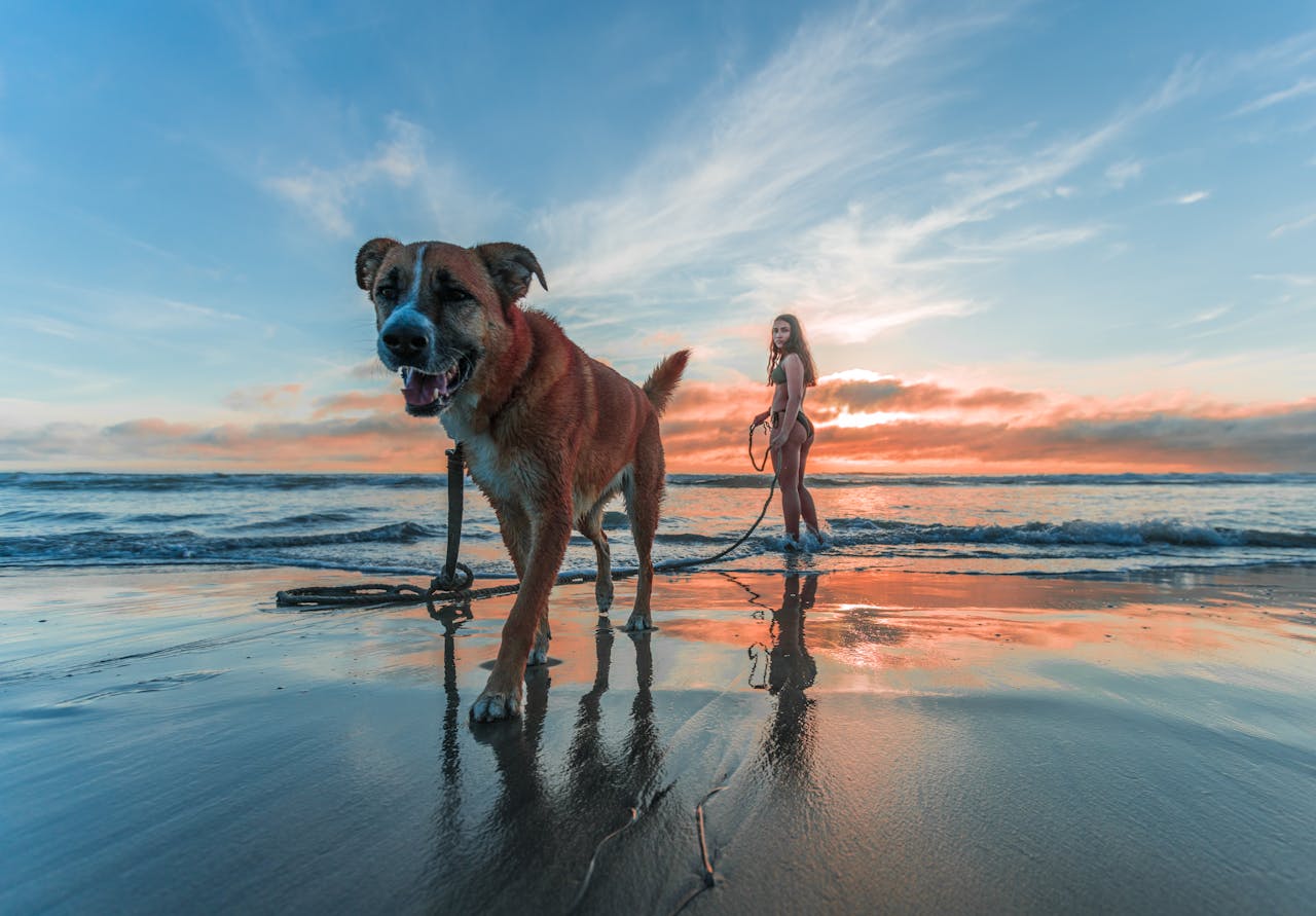 Como tirar férias com cachorro