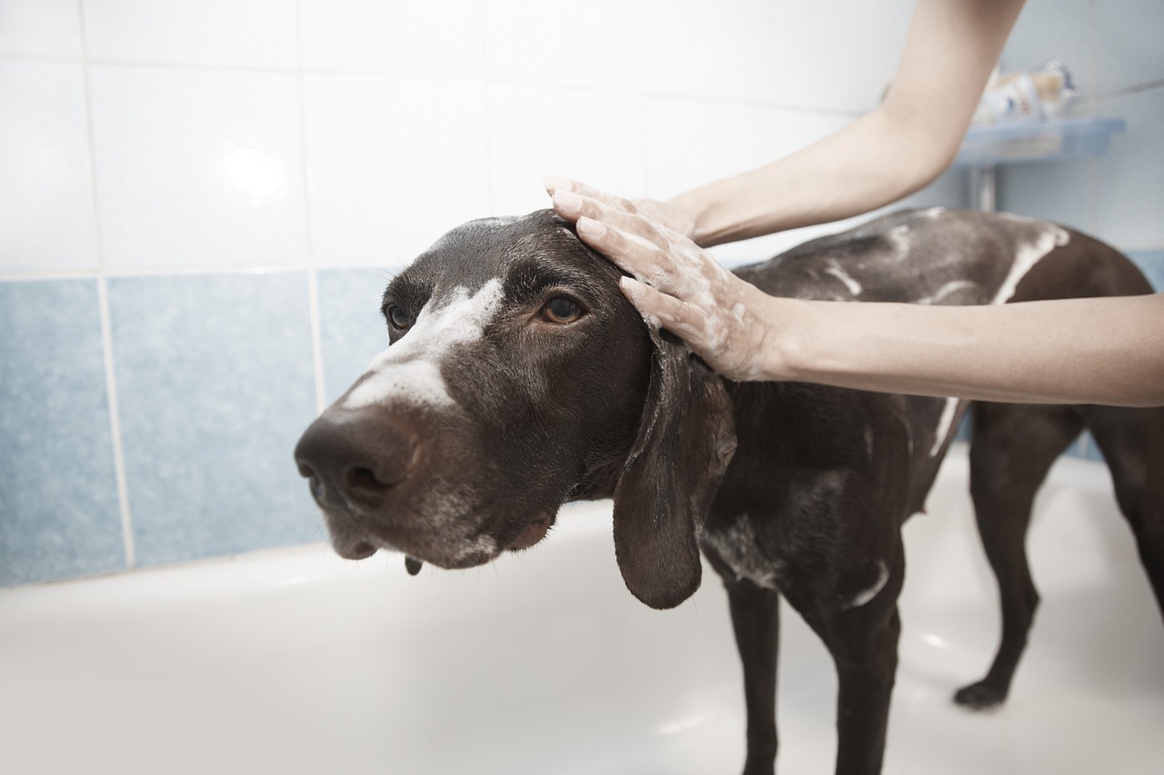 Então, cachorros podem tomar banho com água quente