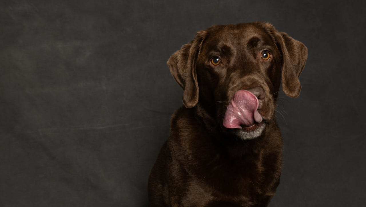 Entenda por que cachorro lambe machucado