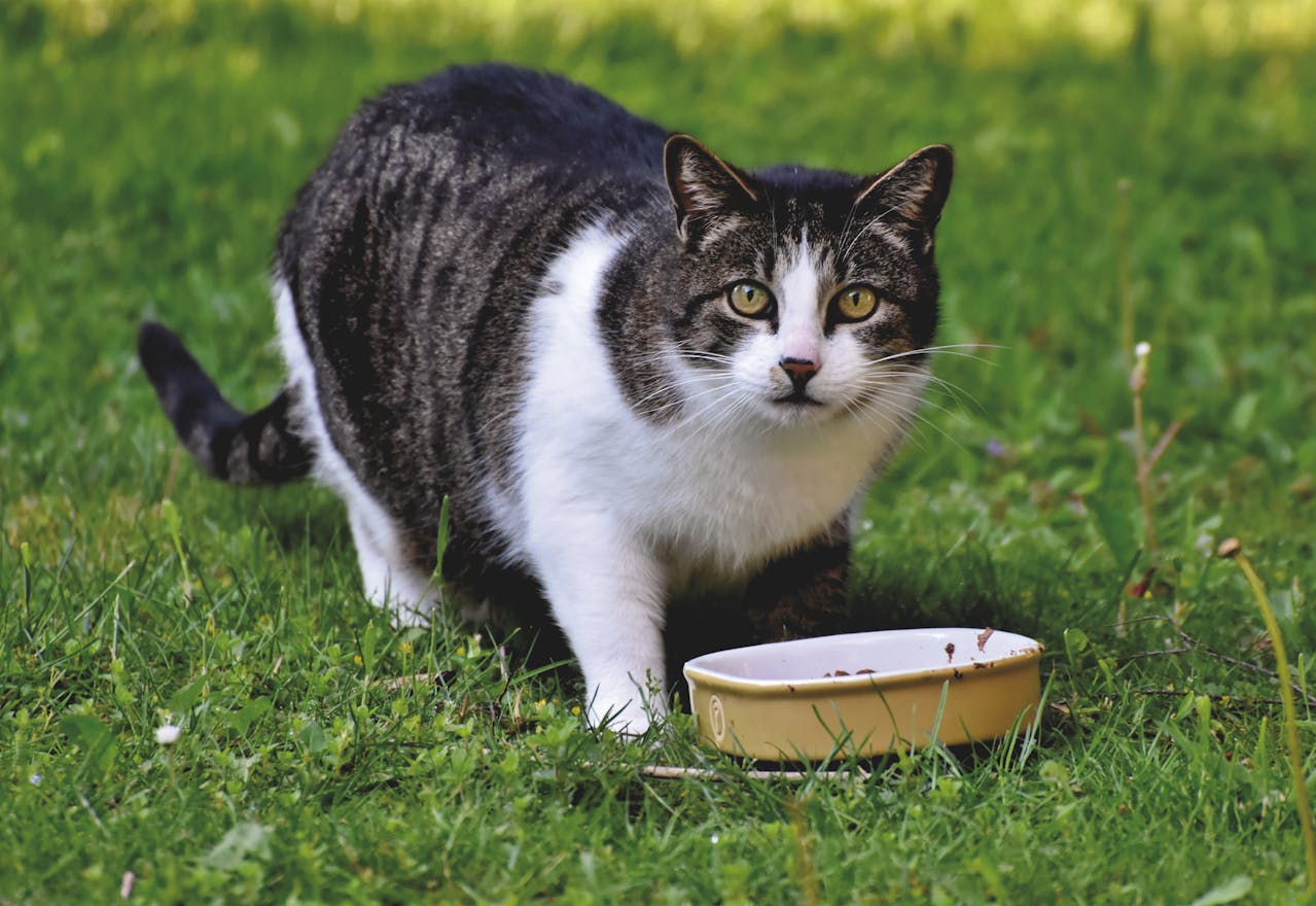 Gato pode comer pão sim ou não