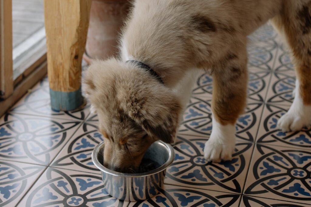 Melhor ração para cachorro