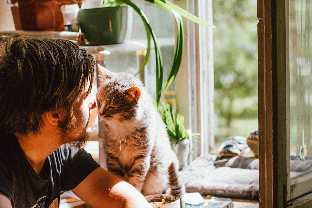 Onde fazer carinho certo no seu gato?