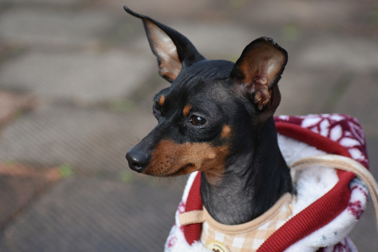 Pinscher