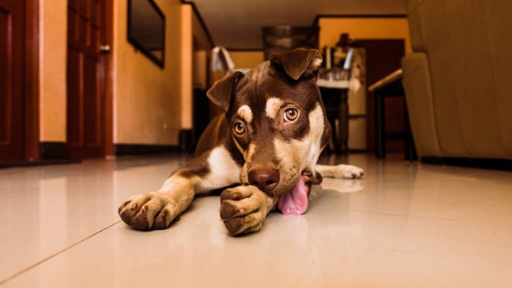 Por que cachorro lambe machucado