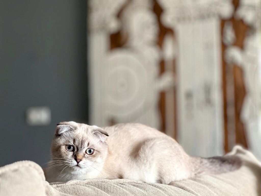Por que gato joga areia fora da caixa