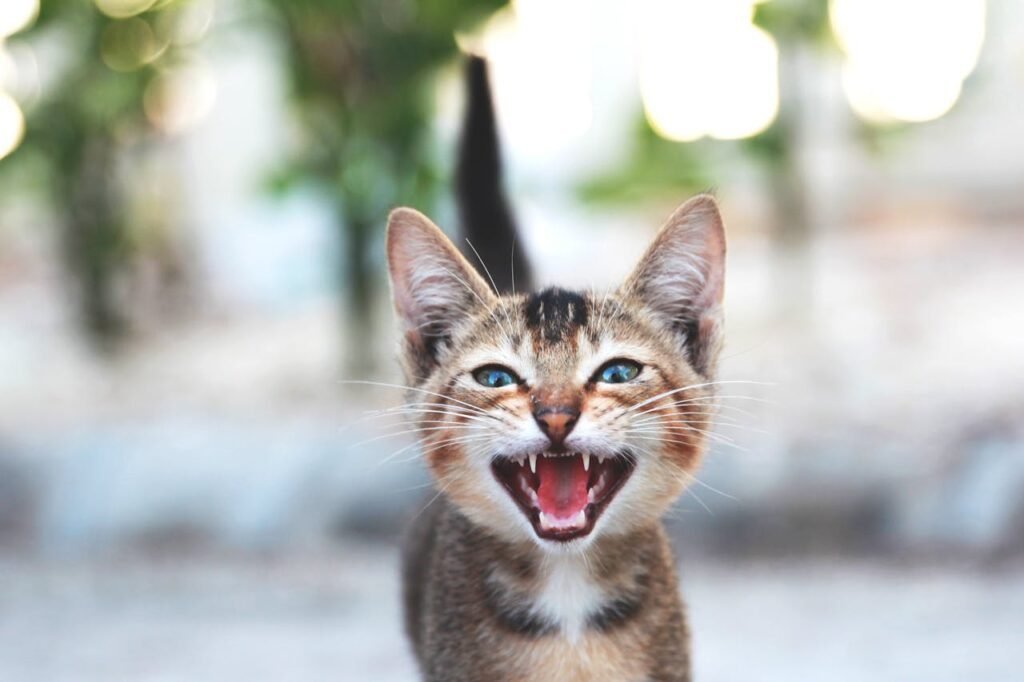 Por que os gatos miam