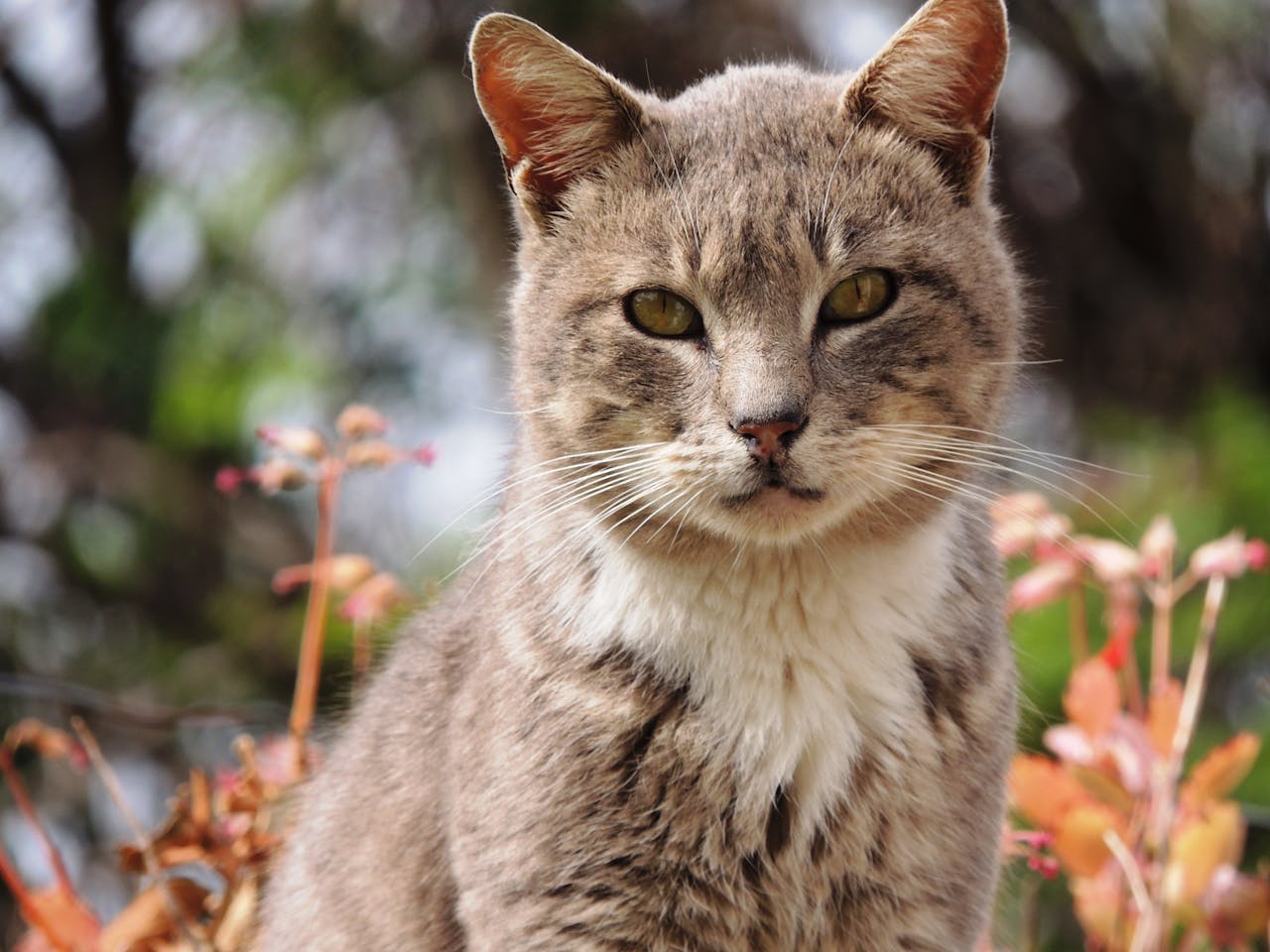 Quais plantas não são seguras para gatos