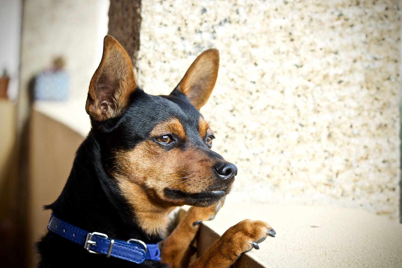 Qual a origem do Pinscher?