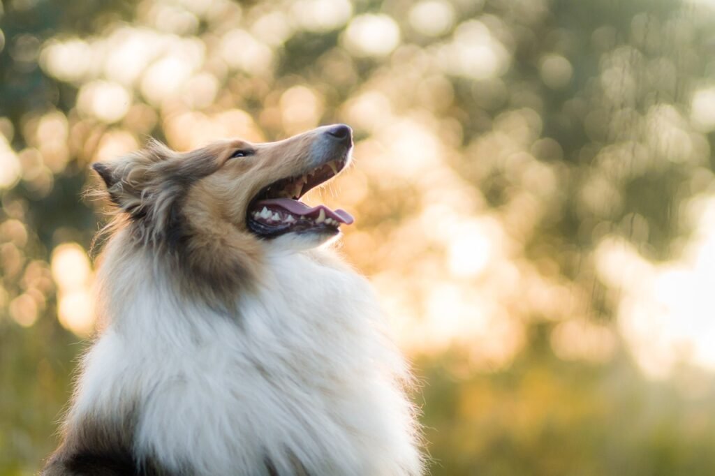 Tosa de cachorro