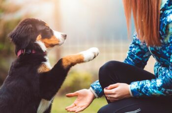 10 truques fáceis para ensinar seu cachorro