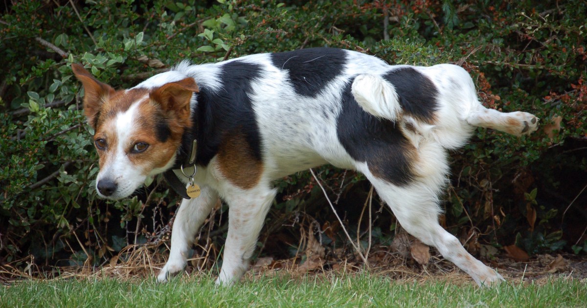 3 etapas para treinar um cachorro em casa