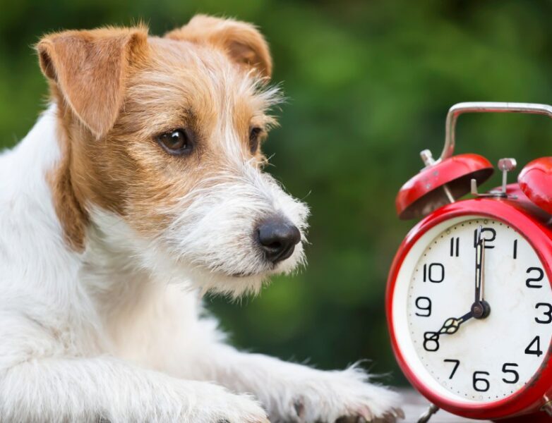 Como o fim do horário de verão afeta seu cão