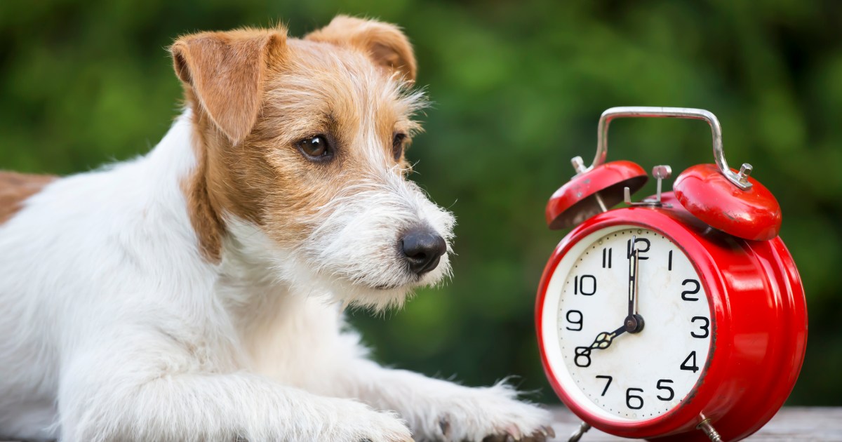 Como o fim do horário de verão afeta seu cão