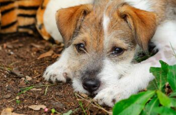 Mielite verminosa em cães: sintomas, causas e tratamentos