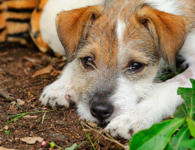 Mielite verminosa em cães: sintomas, causas e tratamentos