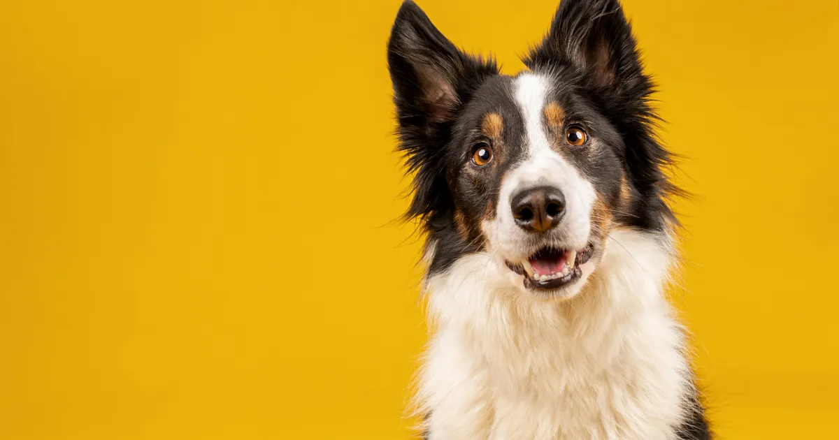 O que são botões para cães e como funcionam?