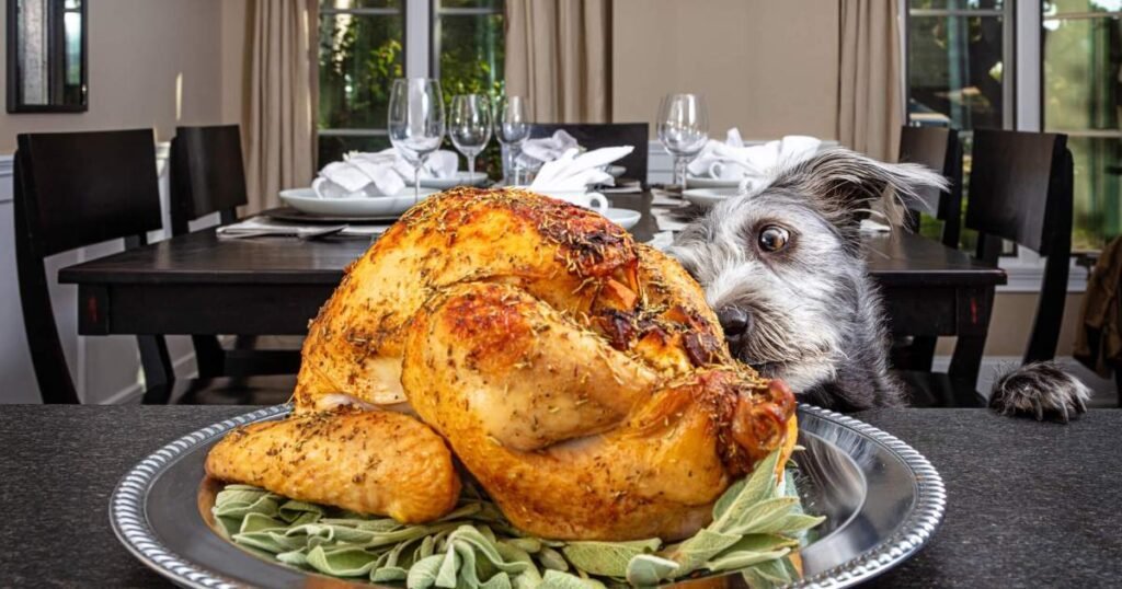 Os cães podem comer peru? A Turquia é segura para cães?