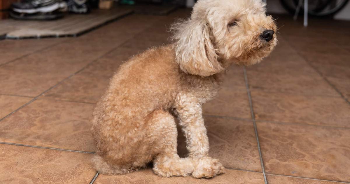 Por que seu cachorro está arrastando o traseiro e correndo