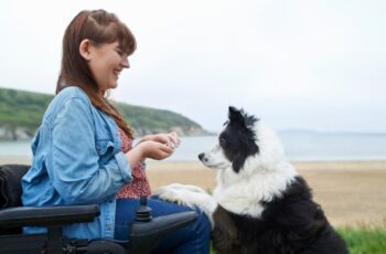 Treinamento de cães: venha