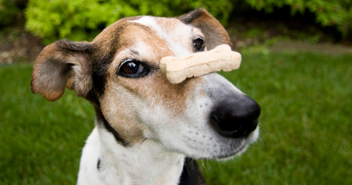 Truques avançados para ensinar seu cachorro