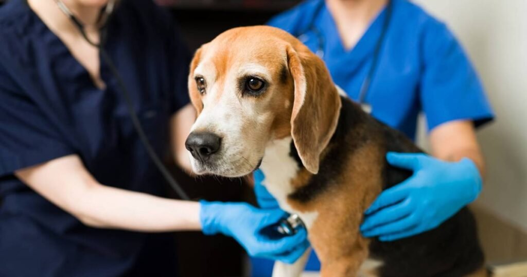 Linfoma em cães: sintomas, causas e tratamentos