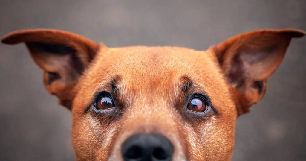O que significa a posição da orelha do seu cachorro