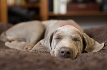 Miralax para cães: usos, dosagem e efeitos colaterais