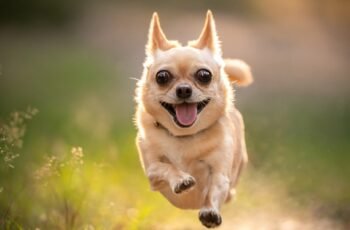 Razões pelas quais a língua do seu cão se destaca