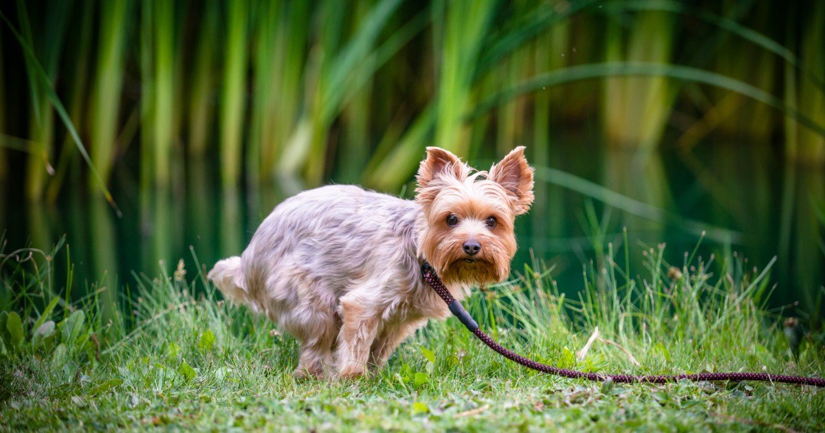 Miralax para cães: usos, dosagem e efeitos colaterais Miralax para cães: usos, dosagem e efeitos colaterais